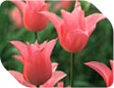 Bulbs