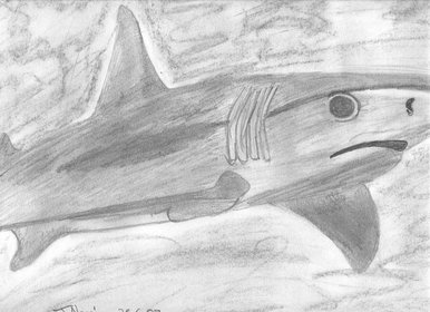 Shark