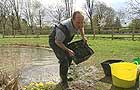 Lifting water lily