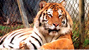 Tigre