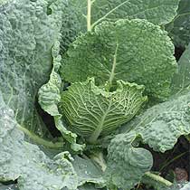 Cabbage