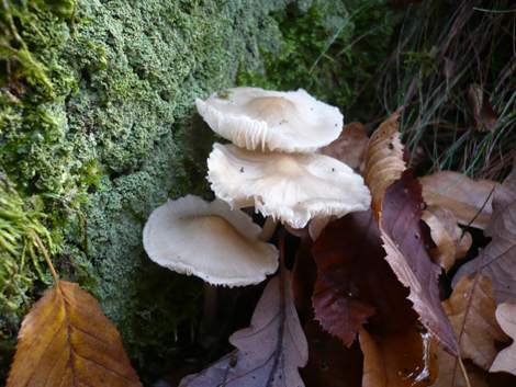 Mushrooms
