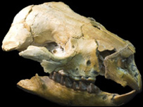 A fossilised skull