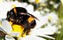 bee on flower