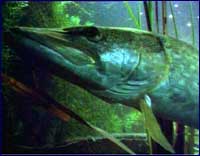 Image of a fish
