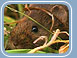 Orkney Vole