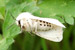 Moth