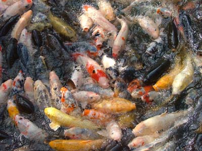 carp