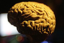 Human brain