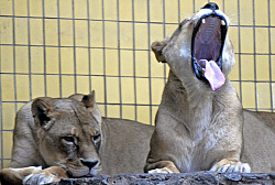 lions_2.jpg