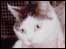 One of Yvonne's cats