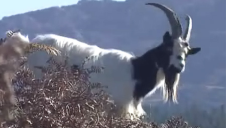 Goat