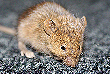 A rodent