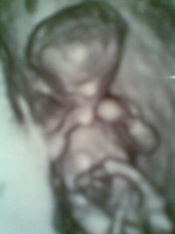 scan.jpg