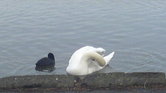 Swan