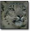 image of a leopard