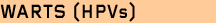 Genital Warts