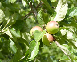 apples