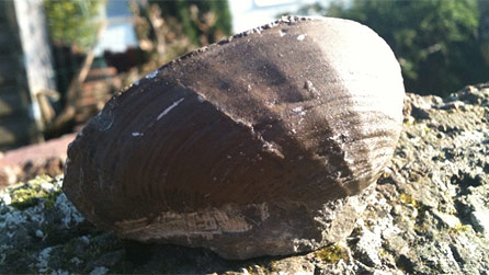 fossil.jpg