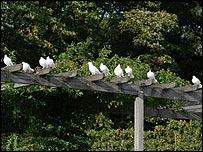 10_birds_unknown203.jpg