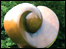 peach sculpture
