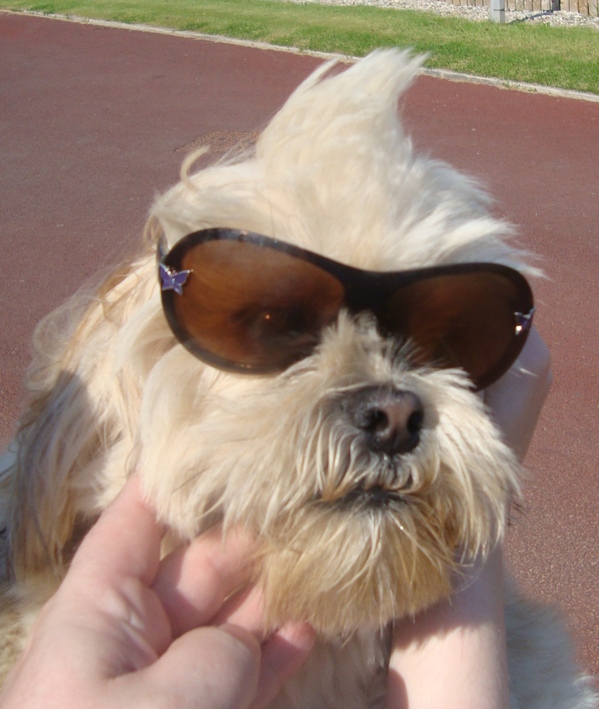 hot-dog.jpg