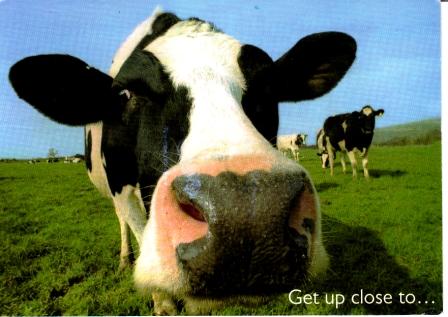 cow.JPG