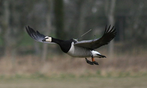 skiblog_barnaclegeese.jpg