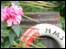 Hermes Close Wildlife Garden