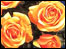 Rose, perfect and beautiful.