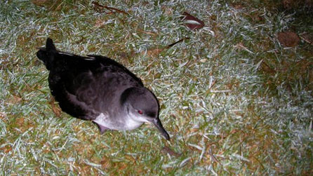 shearwater.jpg