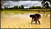 Urban rice farmers in Thailand