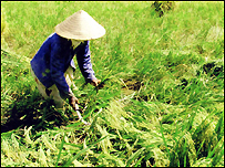 Gặt lúa