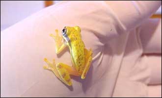 Small frog