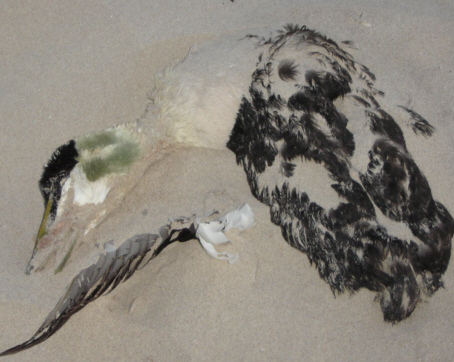 Dead bird