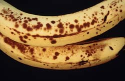 bananas