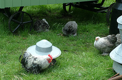 hampton_chickens.jpg