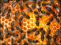 Bees