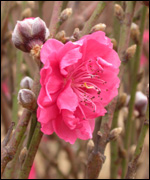 Plum blossom