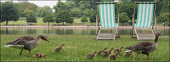 10_ducks.jpg