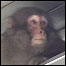 Macaco em estação de trem de Tóquio
