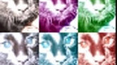 The Cat