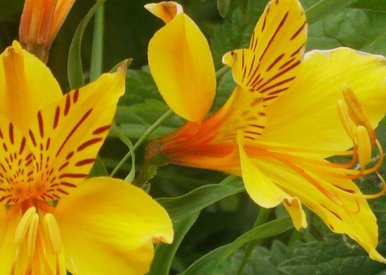 Yellow flowers