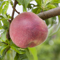 Peach