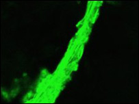 Microfibra