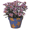 Star pot