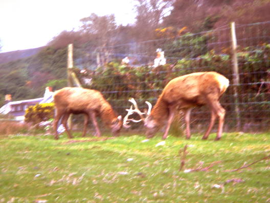 Deer2