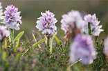 Spotted orchid