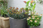 Planted pots