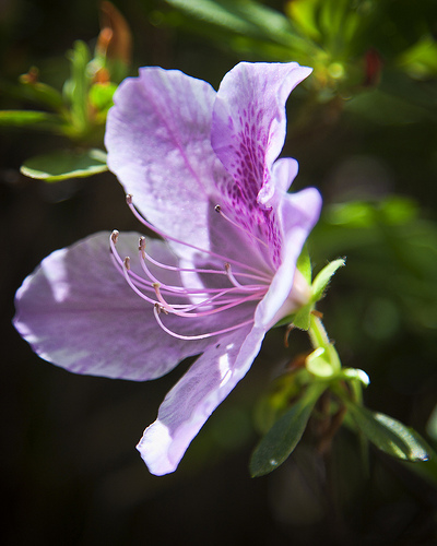 Old Key West flora